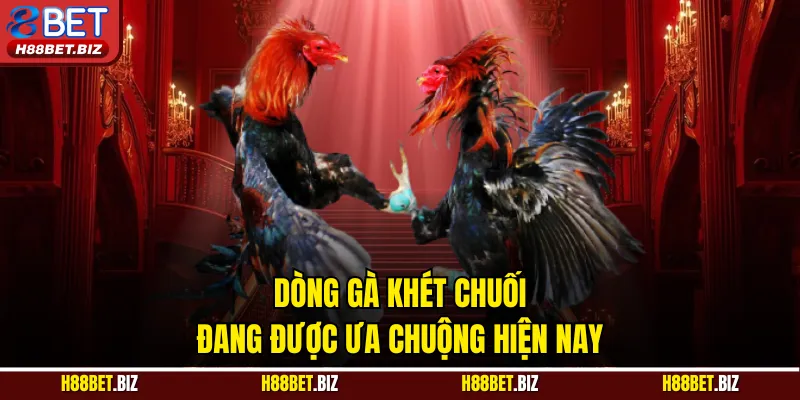 Dòng gà khét chuối đang được ưa chuộng hiện nay