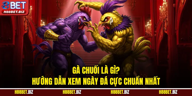 Gà Chuối Là Gì? Hướng Dẫn Xem Ngày Đá Cực Chuẩn Nhất