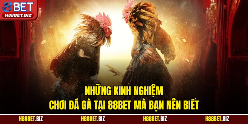 Những kinh nghiệm chơi đá gà tại 88BET mà bạn nên biết