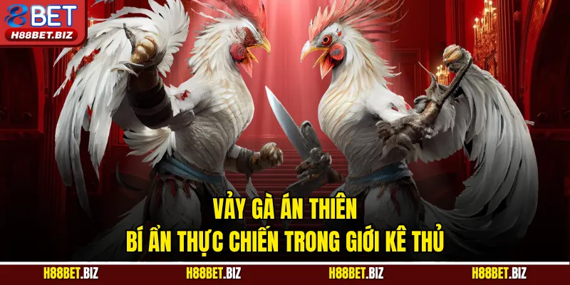 Vảy Gà Án Thiên - Bí Ẩn Thực Chiến Trong Giới Kê Thủ